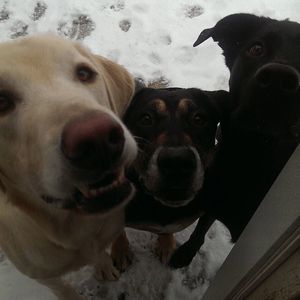 Meet your Posher, Susan